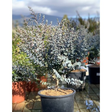 EUCALYPTUS GUMI