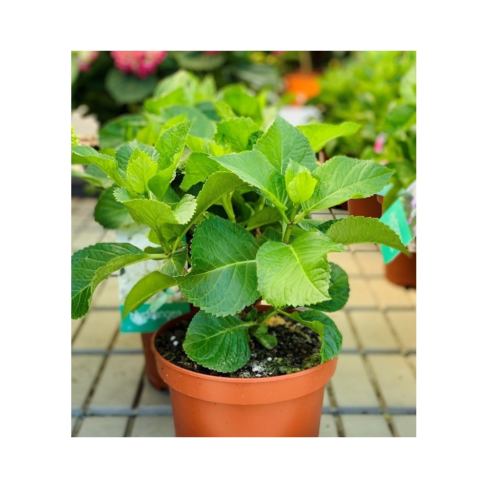 HYDRANGEA MACROPHYLIA