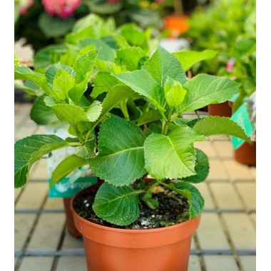 HYDRANGEA MACROPHYLIA