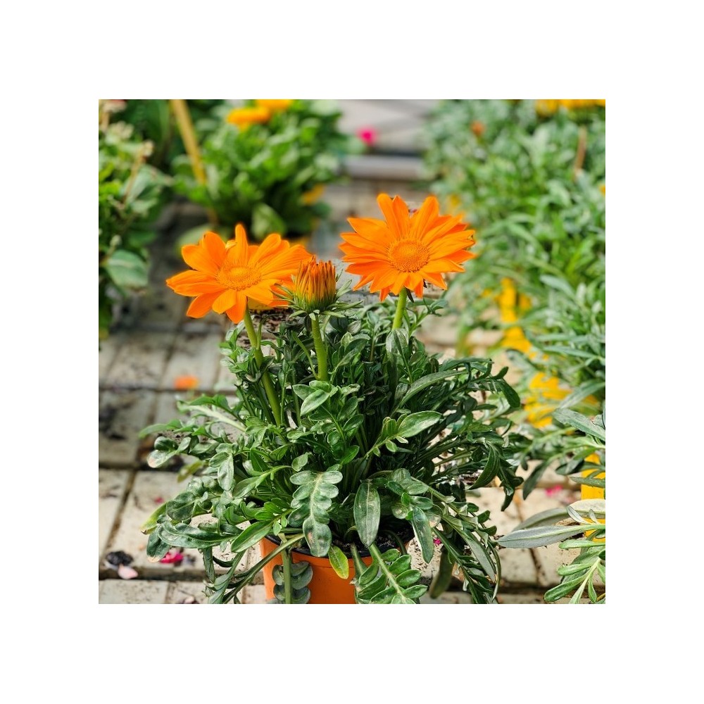 GAZANIA 