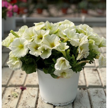 POTUNIA