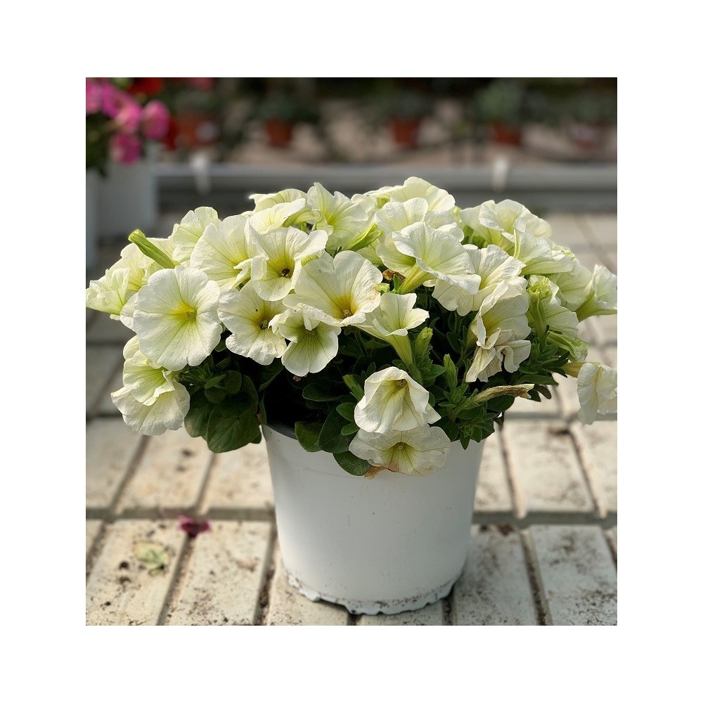 POTUNIA