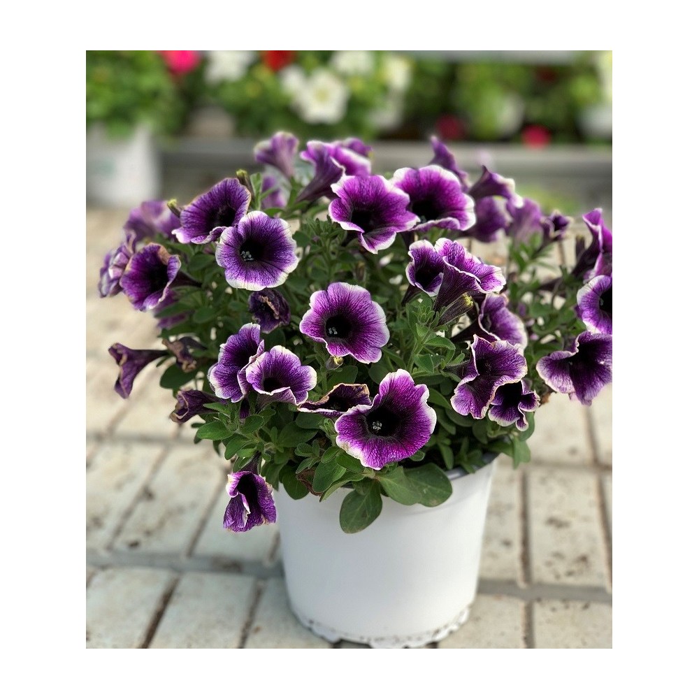 POTUNIA