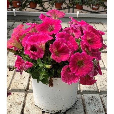 POTUNIA