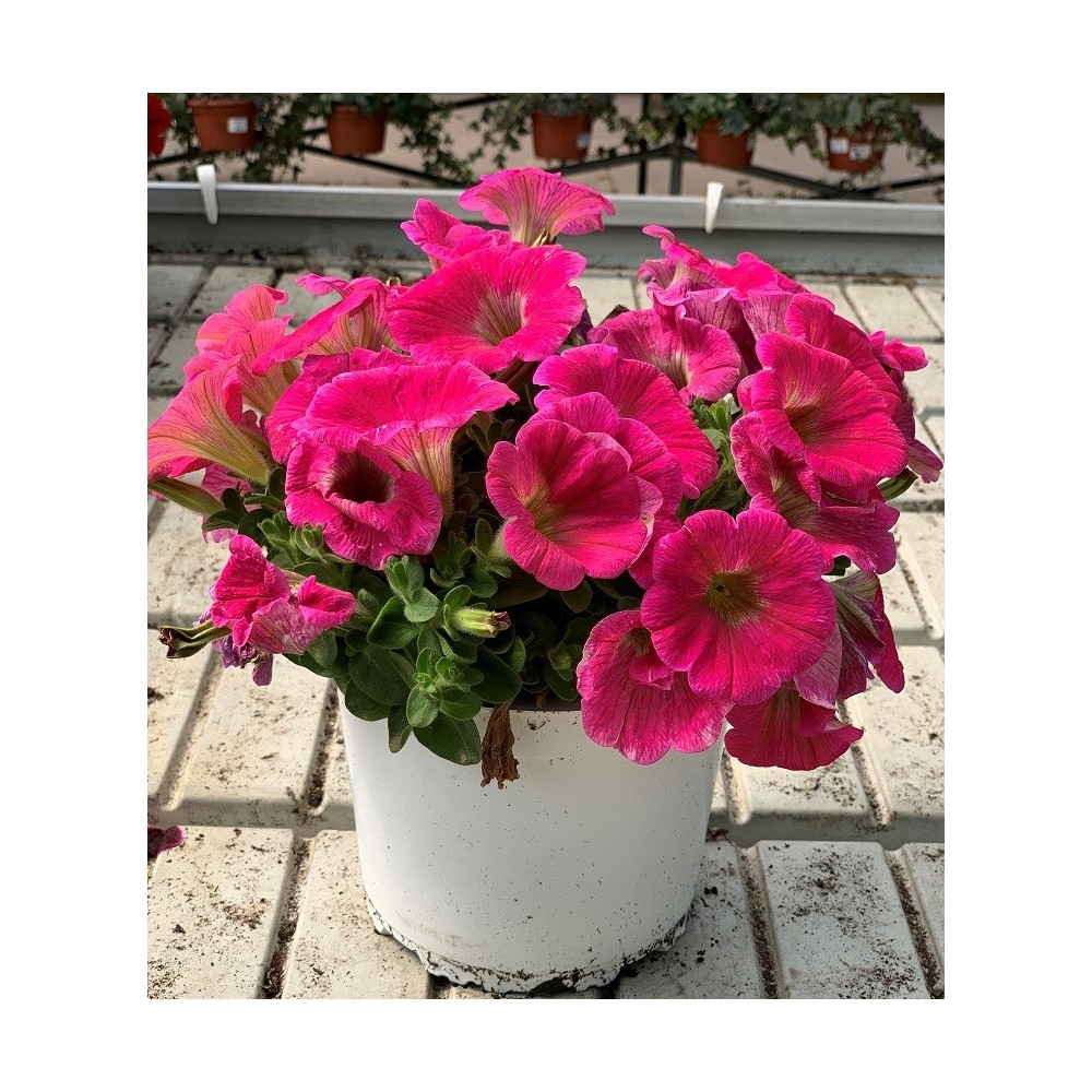 POTUNIA