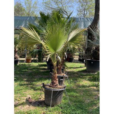 WASHINGTONIA ROBUSTA