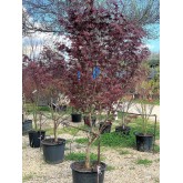 ACER PALMATUM FIRE GLOW