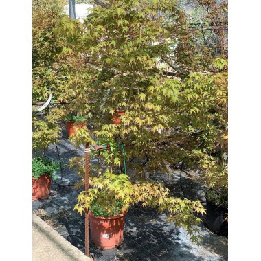 ACER PALMATUM VERDE