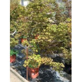 ACER PALMATUM VERDE