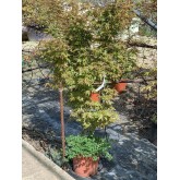 ACER PALMATUM VERDE