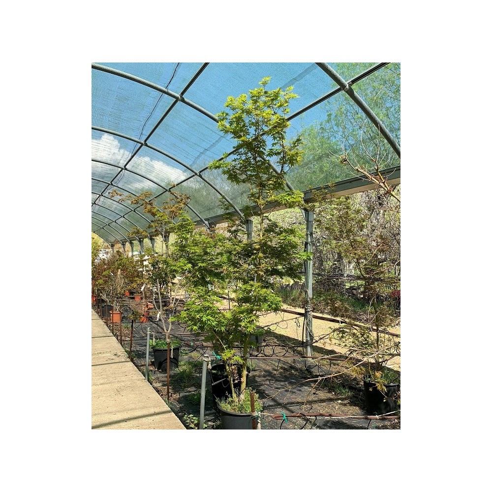ACER PALMATUM LINEARILOBUM