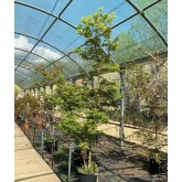 ACER PALMATUM LINEARILOBUM