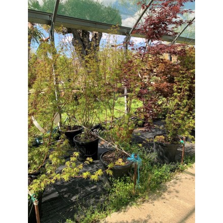 ACER PALMATUM SEIRYU