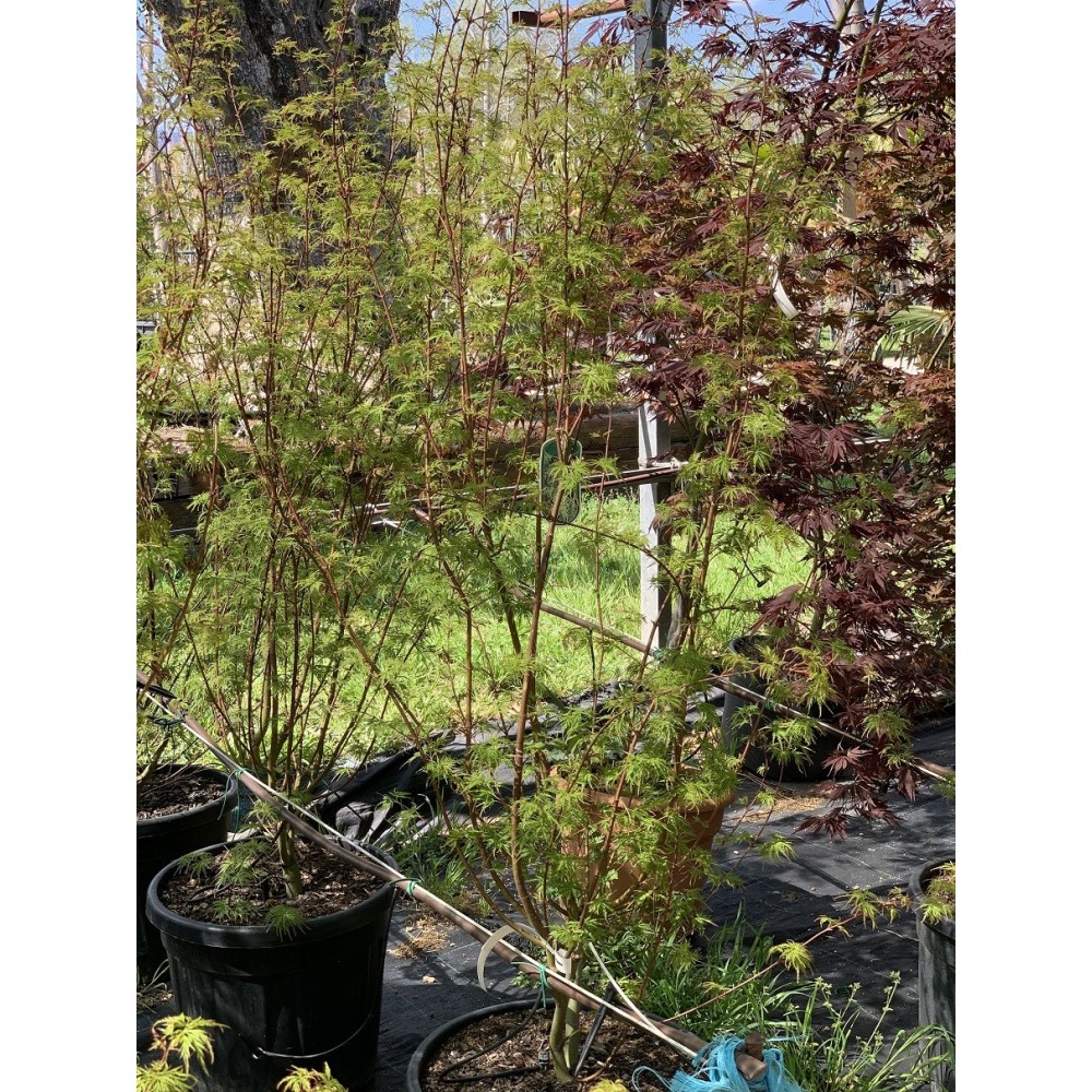 ACER PALMATUM SEIRYU