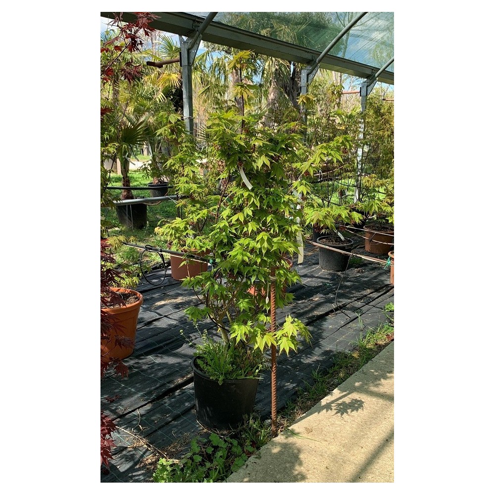 ACER PALMATUM OSAKAZUKI