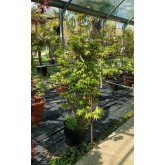 ACER PALMATUM OSAKAZUKI
