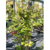 ACER PALMATUM OSAKAZUKI