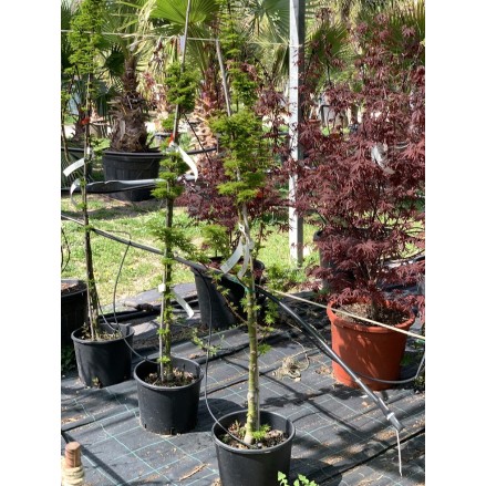 ACER PALMATUM SHISHIGASHIRA