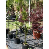 ACER PALMATUM SHISHIGASHIRA