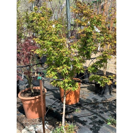 ACER PALMATUM BI-HOO