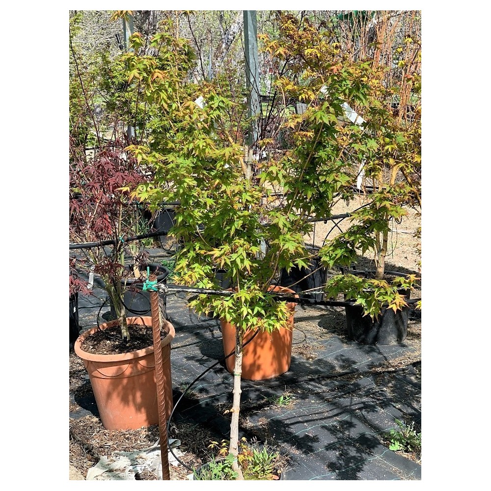 ACER PALMATUM BI-HOO
