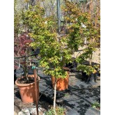 ACER PALMATUM BI-HOO