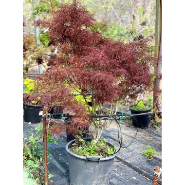 ACER PALMATUM RED PYGMY