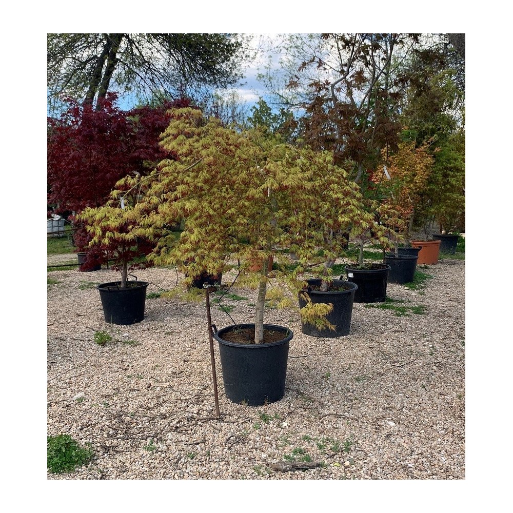 ACER PALMATUM DISSECTUM VIRIDIS