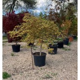 ACER PALMATUM DISSECTUM VIRIDIS