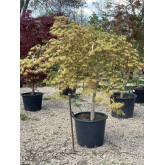 ACER PALMATUM DISSECTUM VIRIDIS