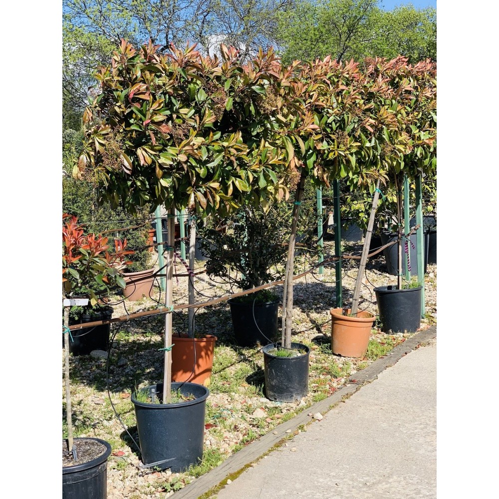 PHOTINIA COPA 