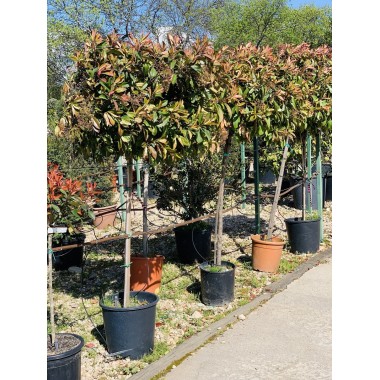 PHOTINIA COPA 