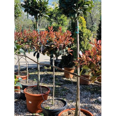 PHOTINIA COPA PEQUEÑA