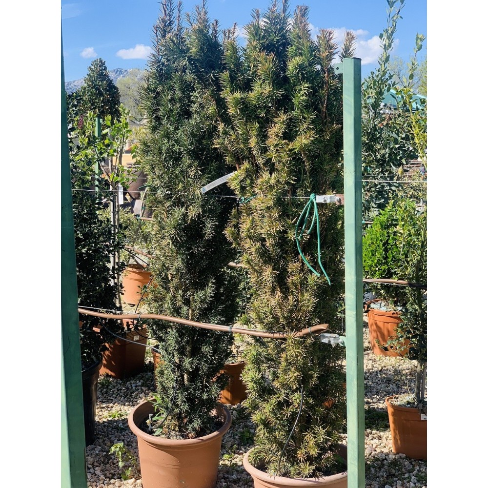 TAXUS BACCATA FASTIGATA ROBUSTA