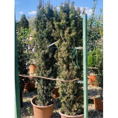 TAXUS BACCATA FASTIGATA ROBUSTA