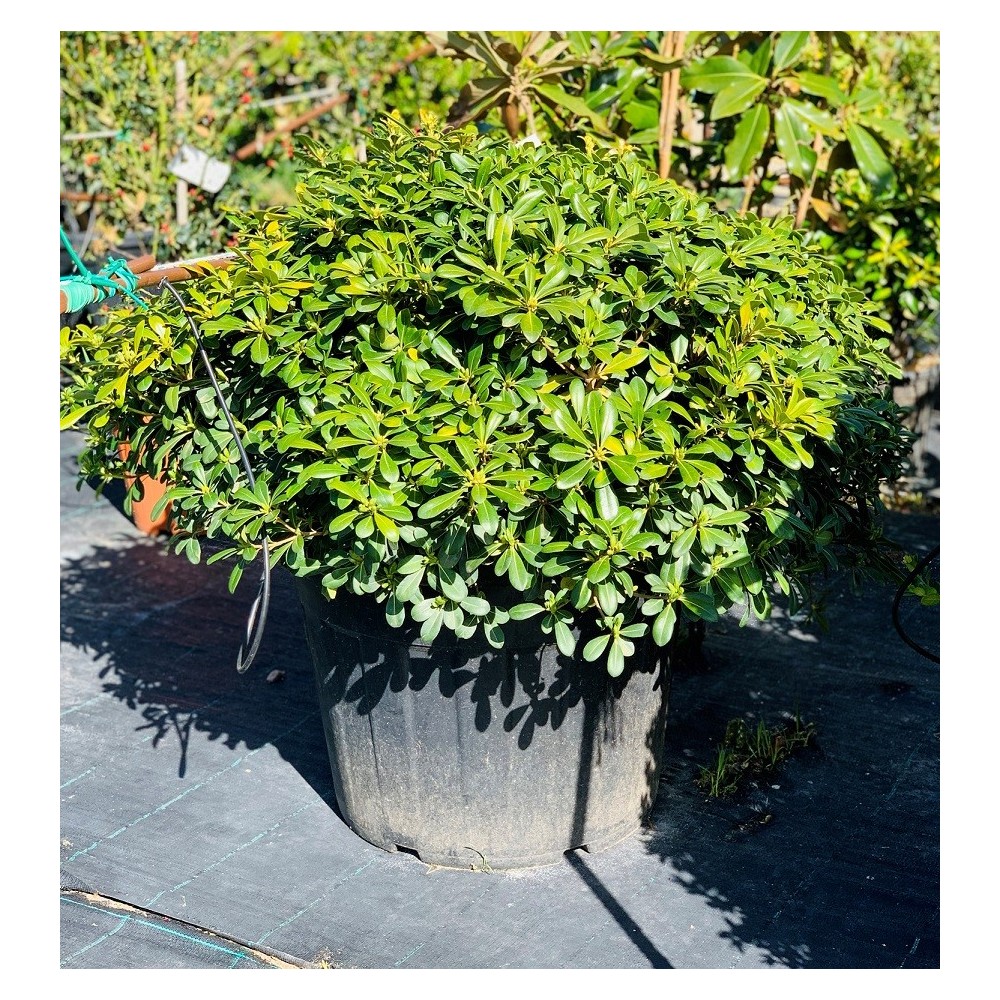 PITTOSPORUM TOBIRA NANA