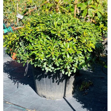 PITTOSPORUM TOBIRA NANA