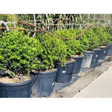 BUXUS MICROPHYLA BOLA
