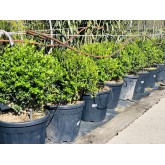 BUXUS MICROPHYLA BOLA