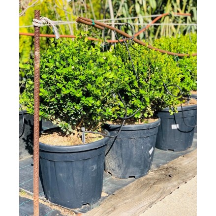 BUXUS MICROPHYLA BOLA