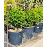 BUXUS MICROPHYLA BOLA