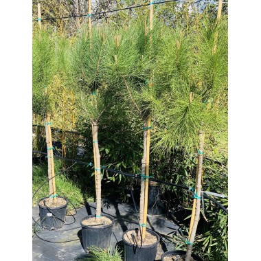PINUS PIREA