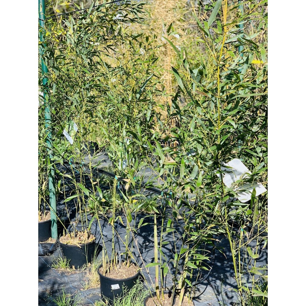 PHYLLOSTACHY BISSETI