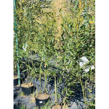 PHYLLOSTACHY BISSETI