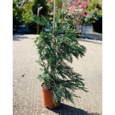 LEYLANDII