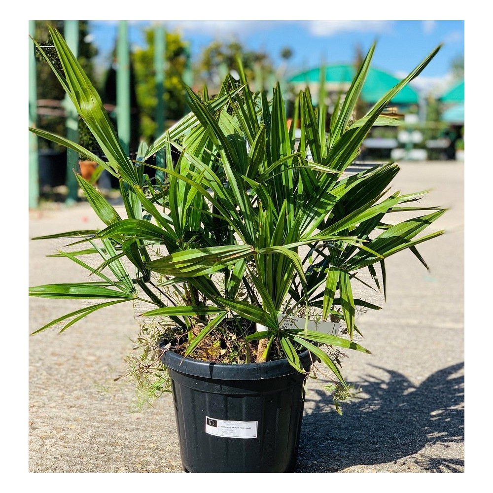 TRACHYCARPUS FORTUNEII C25