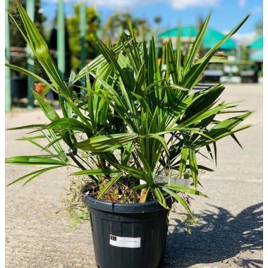 TRACHYCARPUS FORTUNEII C25