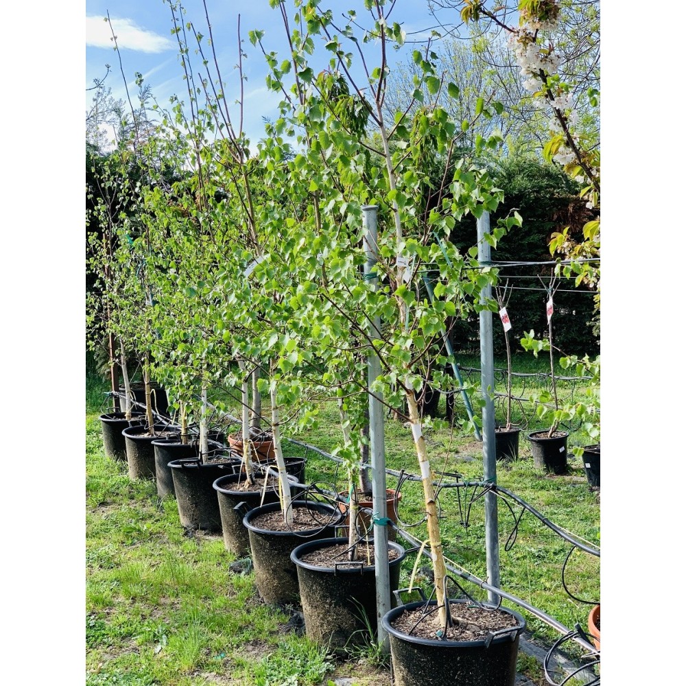 BETULA PENDULA