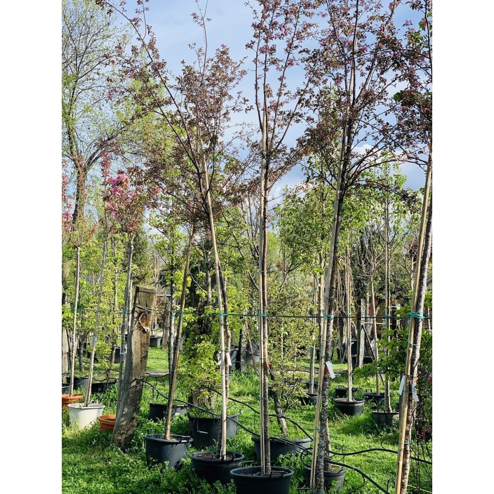 MALUS COCCINELLA COURTAROU