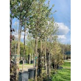 MALUS PERPETU EVERESTE
